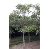 供應(yīng)盆架子袋/地苗