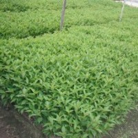 江蘇紅王子錦帶幼苗工程苗 銷售
