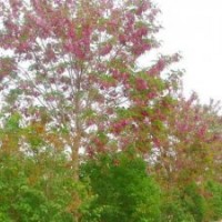 香花槐，香花槐小苗，嫁接香花槐，香花槐基地