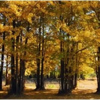 低價(jià)供應(yīng)10-80公分精品銀杏實(shí)生樹、嫁接樹；