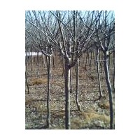 供應垂絲海棠 西湖海棠 櫻花 紅楓 石榴 玉蘭等