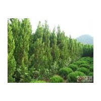供應龍柏 蜀檜 黃楊 冬青 石楠 側(cè)柏 紫薇等