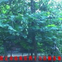 河北法桐&&河北法桐價(jià)格&&&河北法桐基地