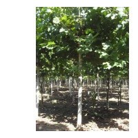 河北哪里有賣速生法桐樹的——保定法桐基地