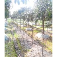 長期供應(yīng)掛花，銀杏，香樟，皂角，等各種規(guī)格的苗木