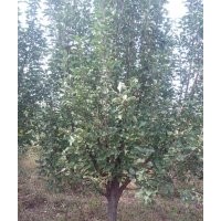 金玉苗木長(zhǎng)期供應(yīng)京紅海棠樹(shù)