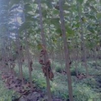 8公分楸樹，10公分楸樹，2公分楸樹，3公分楸樹