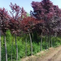 供應紫荊、紫薇、紫葉李、高桿女貞