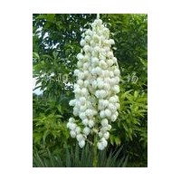 供應(yīng)滿天星、連翹、迎春、夏、海桐、劍麻、連翹