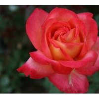 供應(yīng)小葉女貞、紅葉小檗、黃楊、月季、紅葉小檗