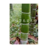 供應(yīng)淡竹、毛竹、青竹、金鑲玉竹、紫竹