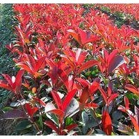 供應(yīng)紅葉小檗、黃楊、月季、石楠、連翹、迎春、金絲