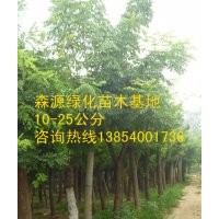 供應(yīng)7公分8公分15公分國槐-山東國槐價格-國槐種植基地