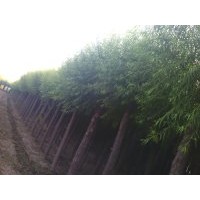 華北....苗木基地速生柳；榆葉梅；金葉榆；國槐；法桐；火炬