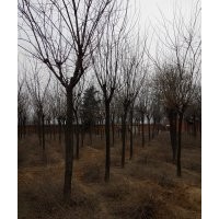 出售國槐、櫻花、法桐、白蠟等