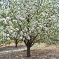 供應各種規(guī)格八棱海棠樹