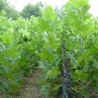 出售新疆楊 油松 樟子松 云杉，柳樹(shù)