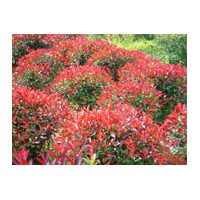 高桿紅葉石楠d2cm/13