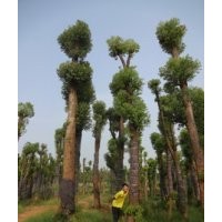 香樟樹(shù)香泡欒樹(shù)廣玉蘭價(jià)格湖南益陽(yáng)綠波園林
