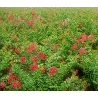 供應(yīng)：叢生桂花、叢生香樟、叢生紫薇等