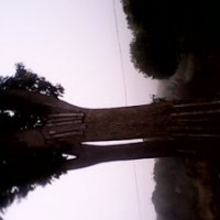 湖南苗木香樟多頭香樟實(shí)生香樟湖南瀏陽(yáng)花木香樟