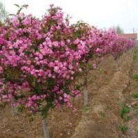 湖南垂絲海棠樹，西府海棠，湖南垂絲海棠價格