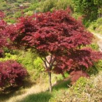 【供應(yīng)】五針?biāo)?、大板松、紅楓供應(yīng)