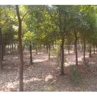 供應(yīng)香樟,大葉女貞,紅葉石楠等