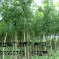 刺槐出售、5、6、7公分以上大量刺槐低價供應(yīng)