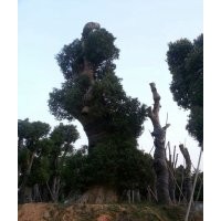 金華精品香樟樹出售