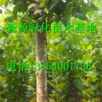 湖南哪里有7公分法桐價格-8公分法桐價格