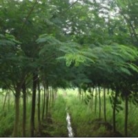 湖南哪里有7公分合歡價格-8公分合歡價格