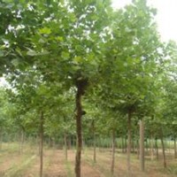 法國梧桐原生植物園綠樹掩映環(huán)境