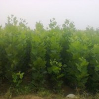 主營(yíng)；1-20法桐。速生法桐。造型法桐。白蠟，國(guó)槐，大葉女貞，垂