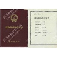 大量供應(yīng)新品彩葉樹速生楊新一代中華紅霞楊芽孢