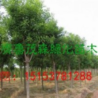 哪里有8公分國(guó)槐現(xiàn)貨出售