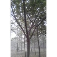 長期供應17公分銀杏嫁接樹
