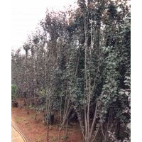 急售大量紅葉石楠，紅葉李，樂昌含笑，日本櫻花