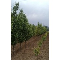 5-8公分八棱海棠樹