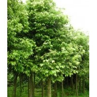 貴州紅葉楊，貴州銀杏，貴州櫻花，貴州廣玉蘭紅楓，貴州紅葉楊