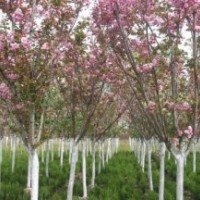 高干紅花紫薇,高干桂花,各種品種丹桂,高干日本晚櫻,高干脆絲海棠