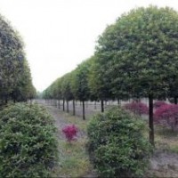 貴州桂花，貴州精品桂花，貴州籠型桂花，貴州4-12公分桂花