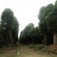 70公分香樟樹 80公分香樟樹 90公分大型香樟樹價格