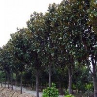 湖南益陽供應(yīng)25公分廣玉蘭 28公分骨架廣玉蘭 30公分廣玉蘭