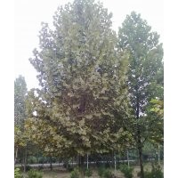 出售：20-30公分速生法桐 原生冠 精品苗