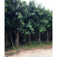 高山榕供應(yīng) 量大