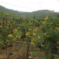 雙莢槐供應(yīng) 靚貨