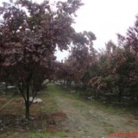 四川溫江供應(yīng)3200棵紅葉李，價(jià)格低，急售