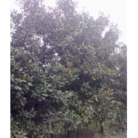 廣玉蘭17-18 公分