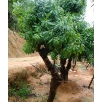 五月梅 主要有紅花繼木、羅漢松、含笑、櫻花、穗花杉、杜鵑、映